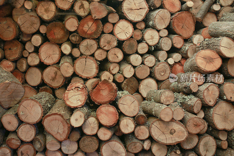 一堆砍过的木桩，原木纹理