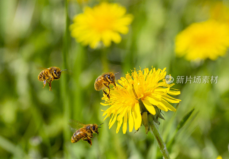 蜜蜂在蒲公英上