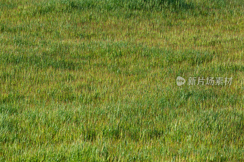 大雨后茂盛的绿草