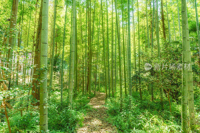 阳光下的大片竹林