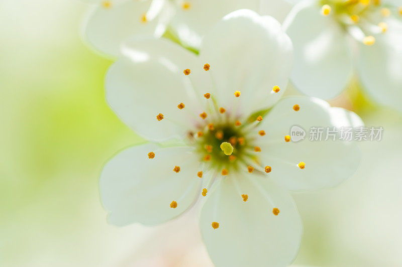 在美丽模糊的背景上，一棵开花的苹果树的树枝。Macroshooting。