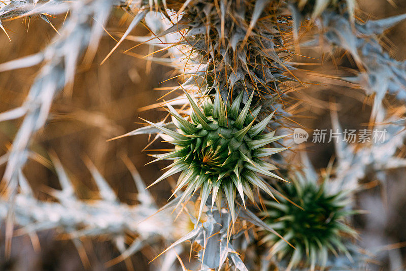 近距离观看荆棘股票照片