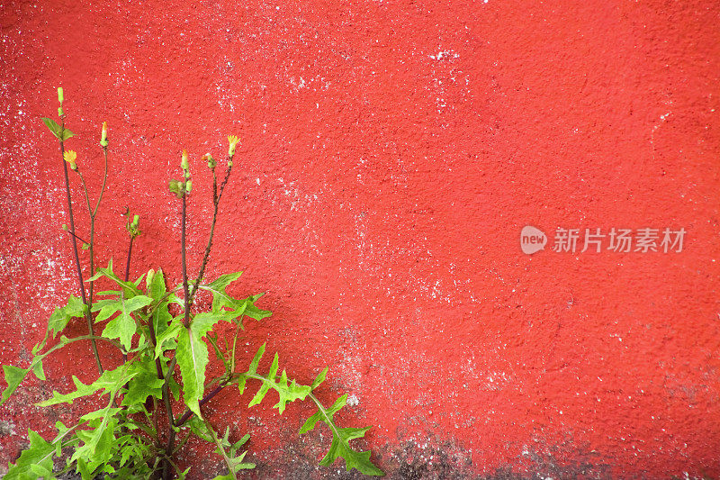 混凝土墙涂成红色，杂草和黄色的花朵。