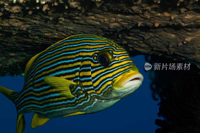 热带鱼，海洋生物，