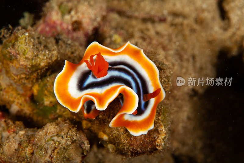 海洋生物。彩色的海蛞蝓水下生物裸鳃