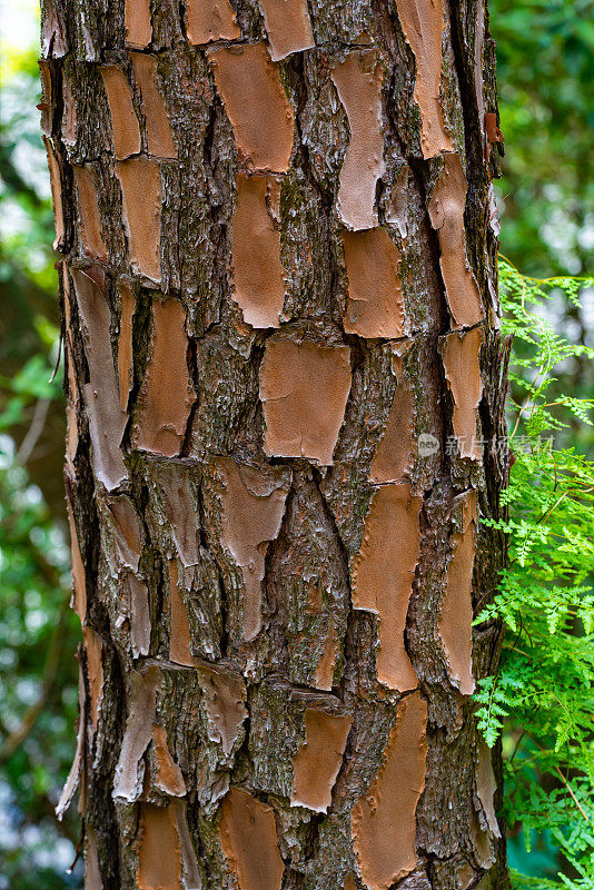 树皮纹理。木头的背景