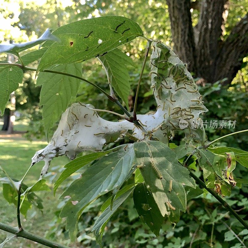 森林帐篷毛虫