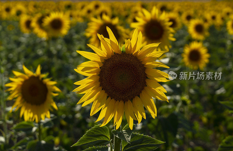 夕阳下的向日葵田