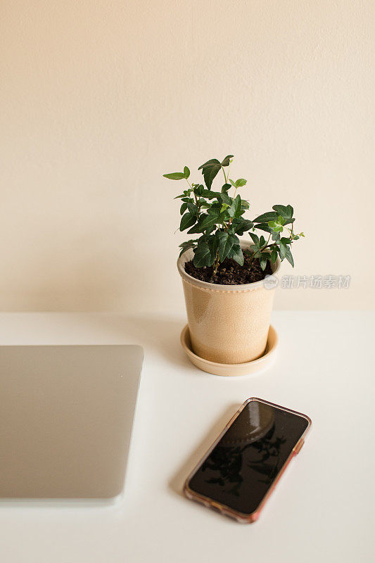 简单的家庭办公室:发泡咖啡，笔记本电脑，电话和常春藤室内植物