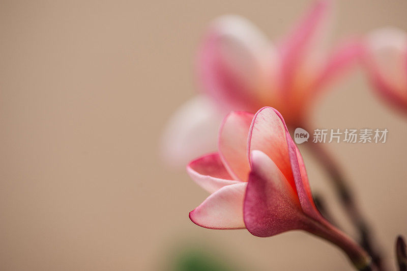 美丽的黄粉鸡蛋花或鸡蛋花特写(寺庙树)