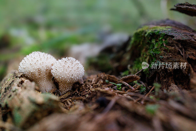 在黑暗的森林里腐烂的树干里的多刺的毛球