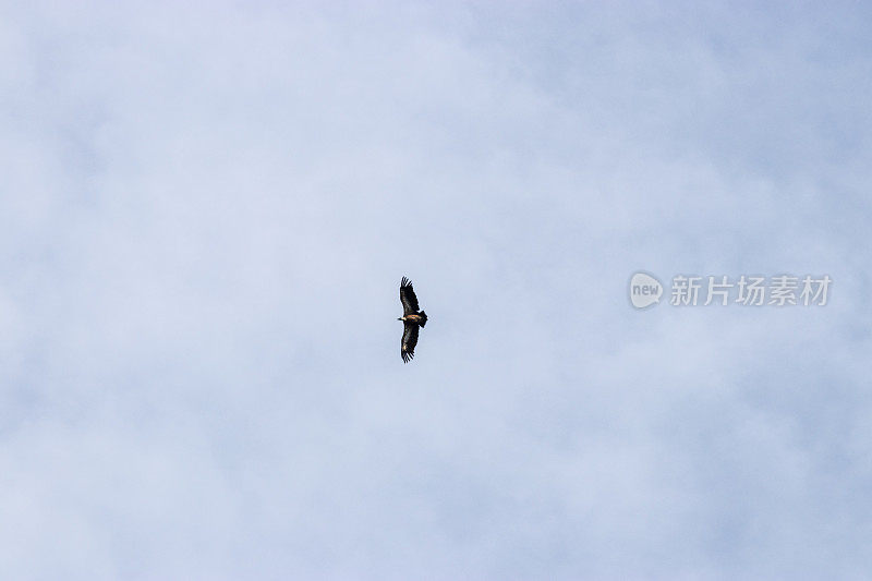 大秃鹫飞过天空