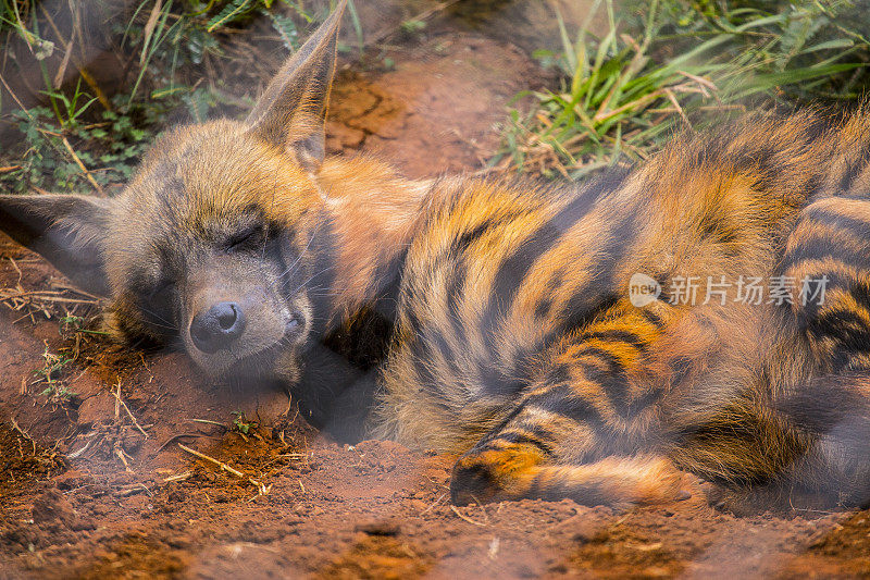 一个年轻人坐在地板上休息。参观内罗毕重要的无保护或受伤动物孤儿院。肯尼亚