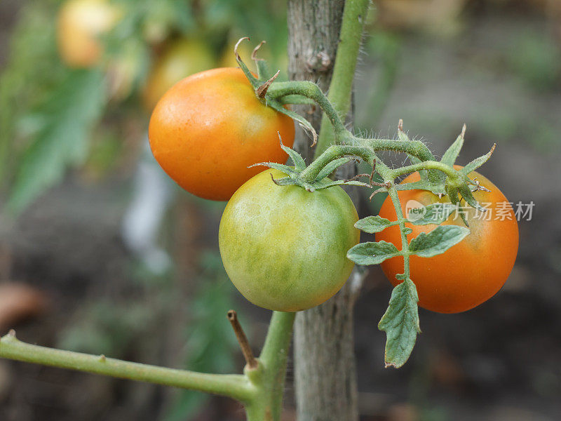 花园里的灌木上长着成熟和未成熟的西红柿