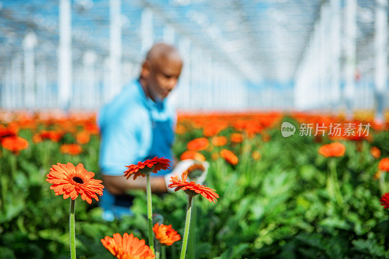 一个英俊的非洲菊温室工人