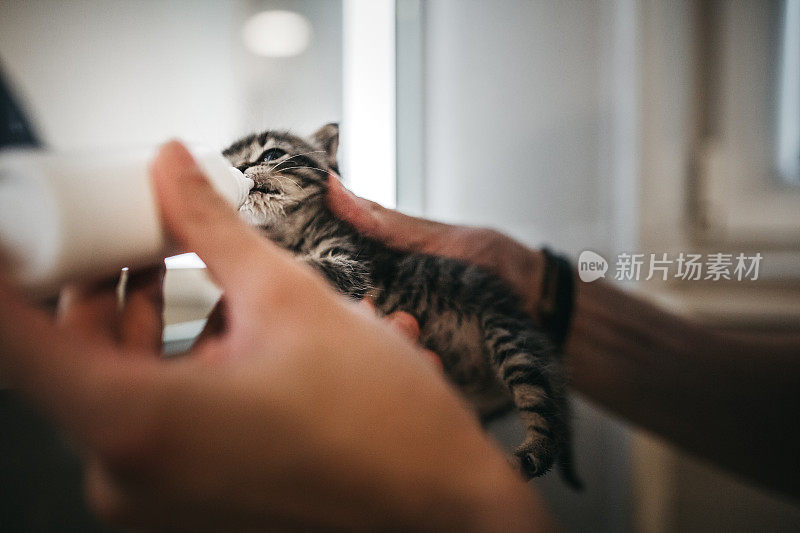 宠物主人喂小猫