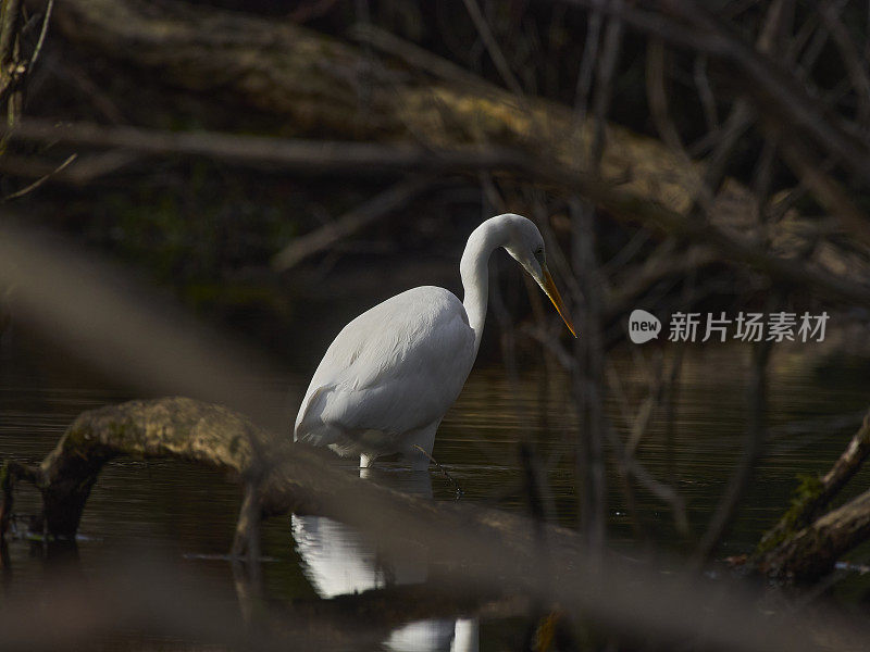 白苍鹭