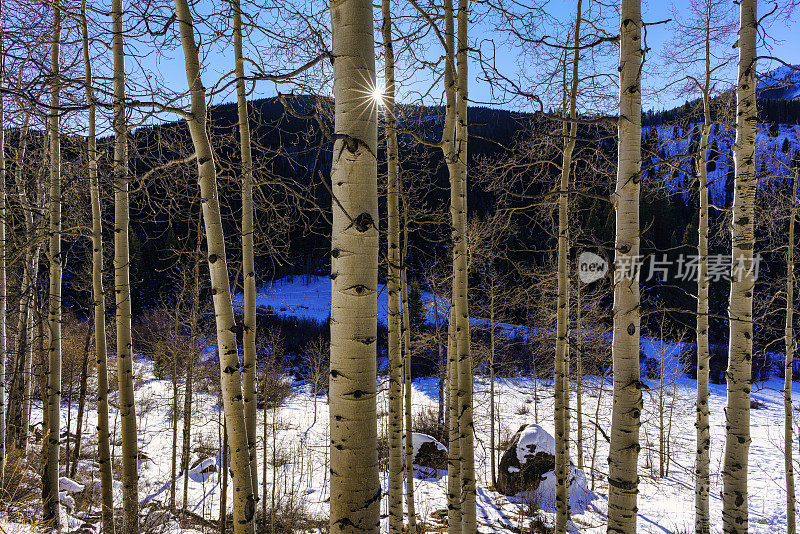 白杨树冬季风景