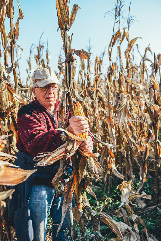 秋收季节，老者的手在田里采摘玉米，季节性的体力劳动者在工作
