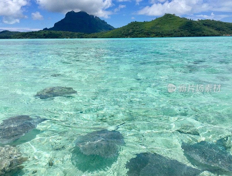 法属波利尼西亚，波拉波拉岛泻湖中的黄貂鱼