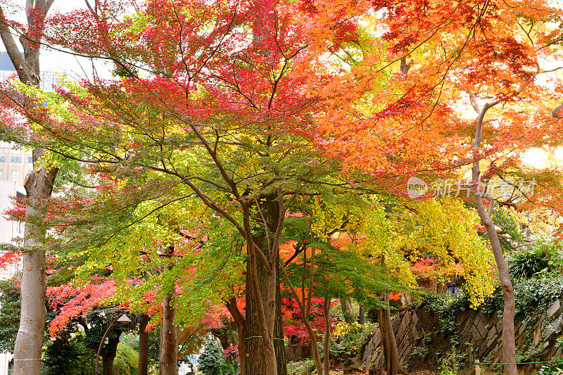 东京日比谷公园的秋叶颜色