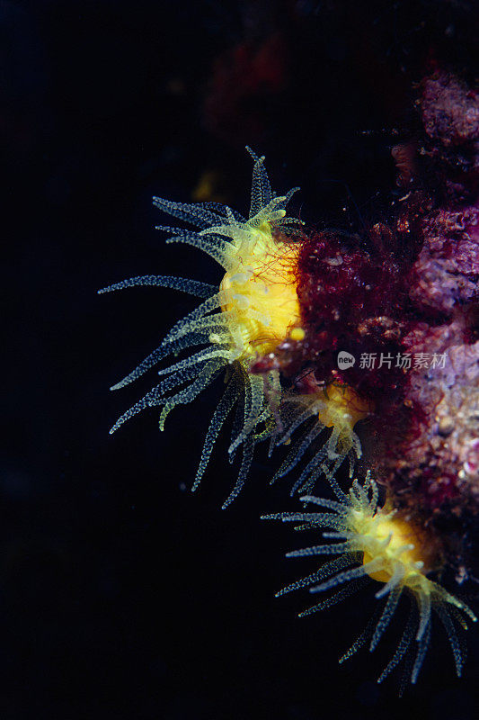 海洋生物水肺潜水员眼中的黄色软珊瑚