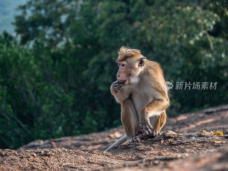 日落时分，滑稽的猴子在西格里亚的岩石上吃水果