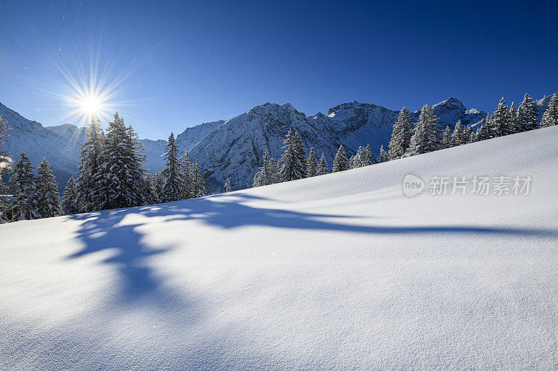 滑雪胜地的积雪覆盖的树木