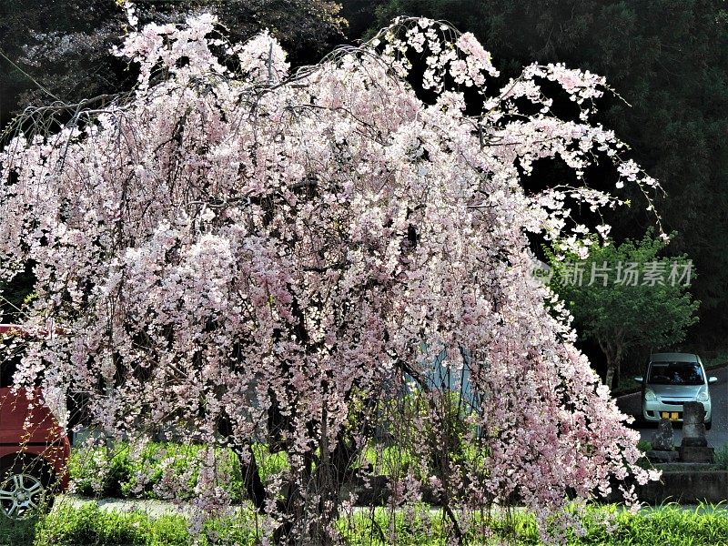 日本。4月。樱花开花。