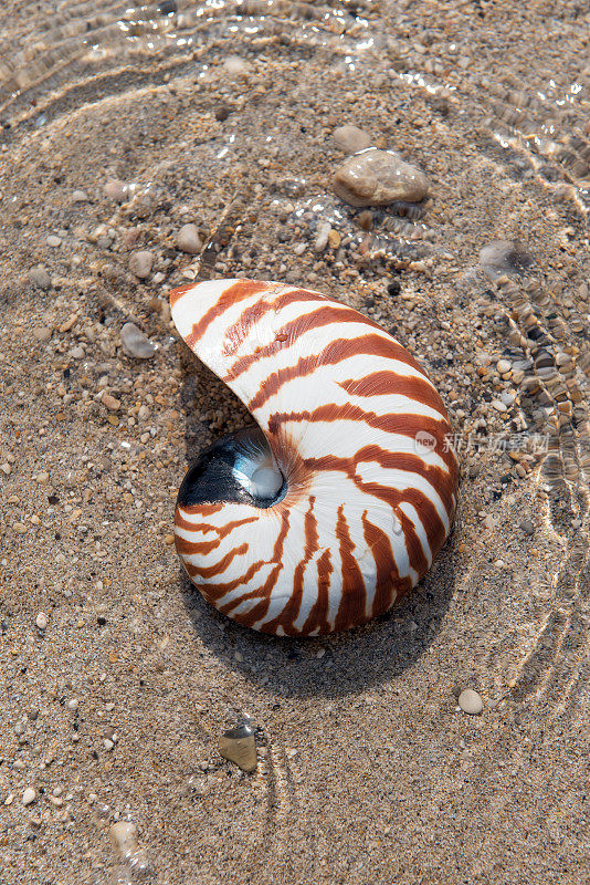 海贝鹦鹉螺