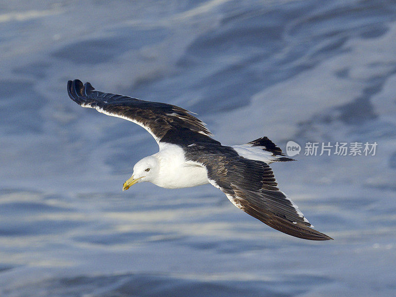 一只成年海带鸥飞过智利南部太平洋的海岸线