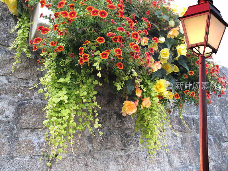 市区灯柱上悬挂的海棠、矮牵牛花绿墙花