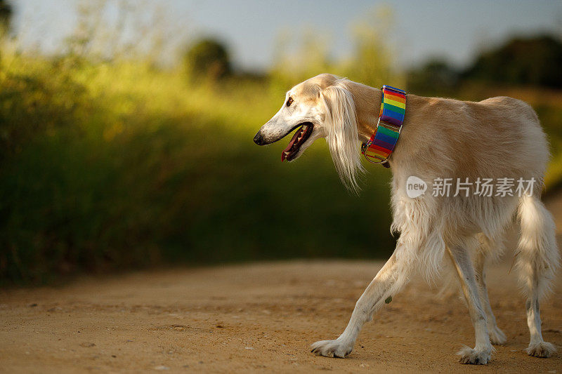 萨卢基狗在土路上行走的肖像