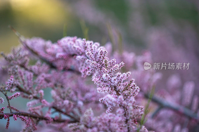 红柳开花了