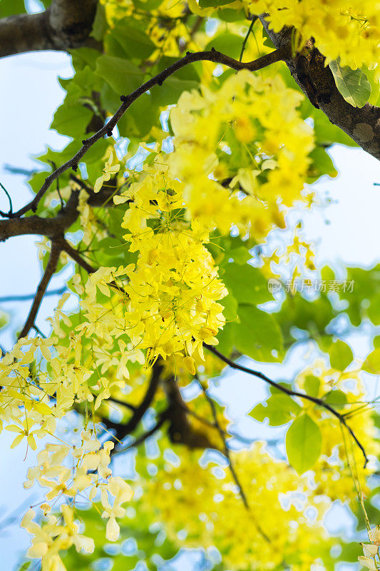 明黄色的决明子花