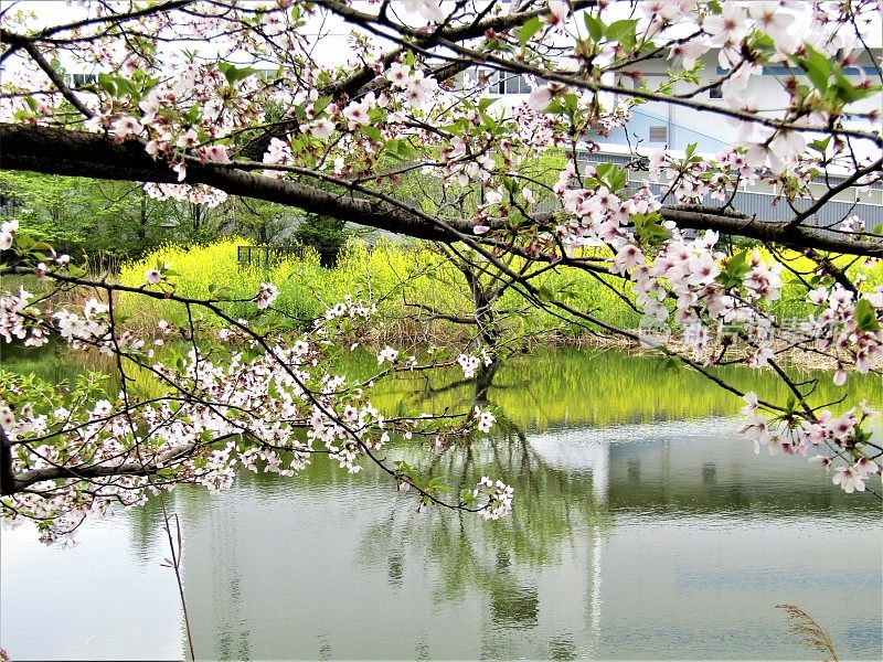 日本。4月的开始。池塘上方盛开的樱桃树枝。