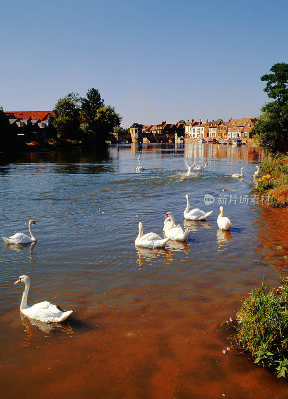 河，伟大的房子，godmanchester，剑桥，英格兰，英国，天鹅