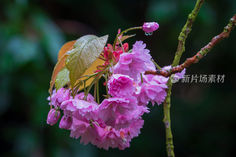 粉红色的花朵在树枝上