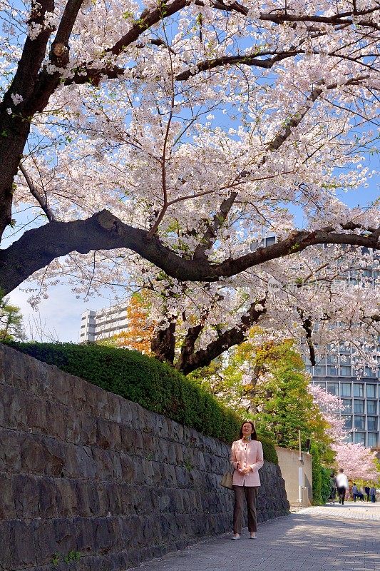 日本妇女走在樱花下沿着东京中心主干道