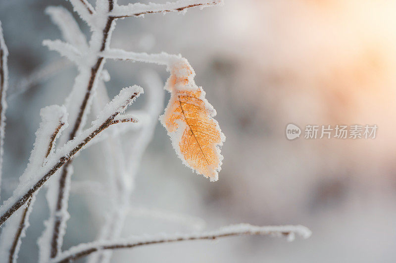 树叶被雪覆盖