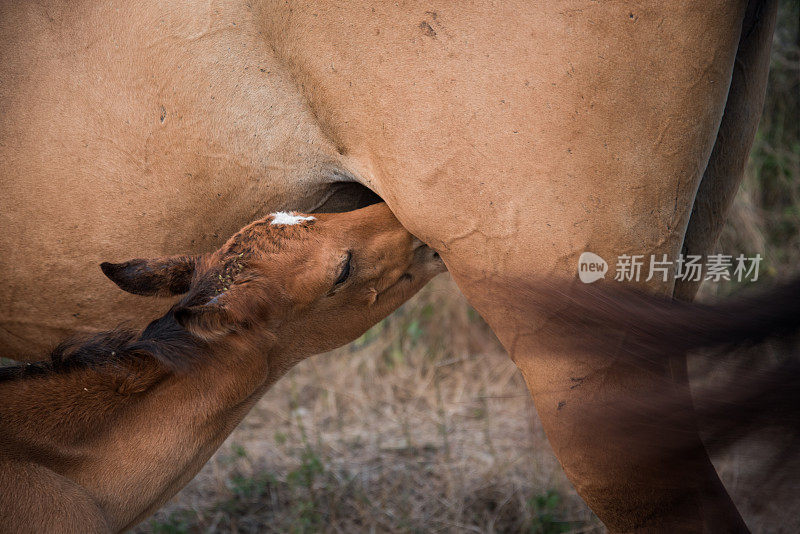 小马驹在吮吸母马。刚出生的幼儿正在学习吸奶