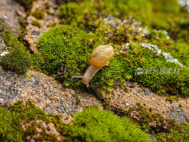 年轻的可食用蜗牛或蜗牛(螺旋番茄)在苔藓上移动。