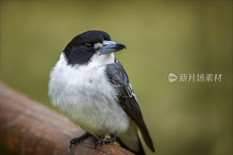 灰伯劳鸟