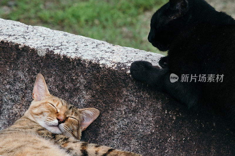 两只猫在茶屋里打盹