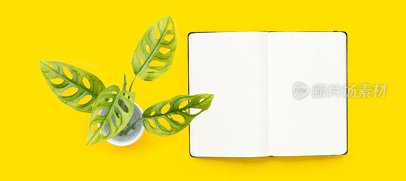 蒙斯特拉叶或瑞士奶酪藤室内植物与打开笔记本在黄色的背景。俯视图