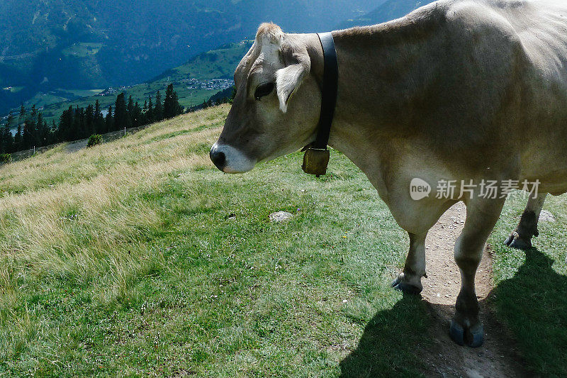 牛与铃铛的特写在山上