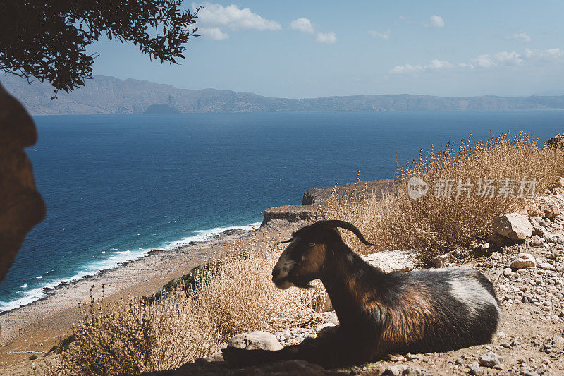 克里特岛上的山羊