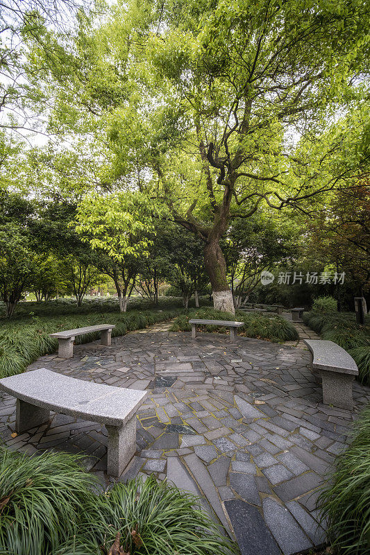 中国杭州西湖边公园里的大树和石凳