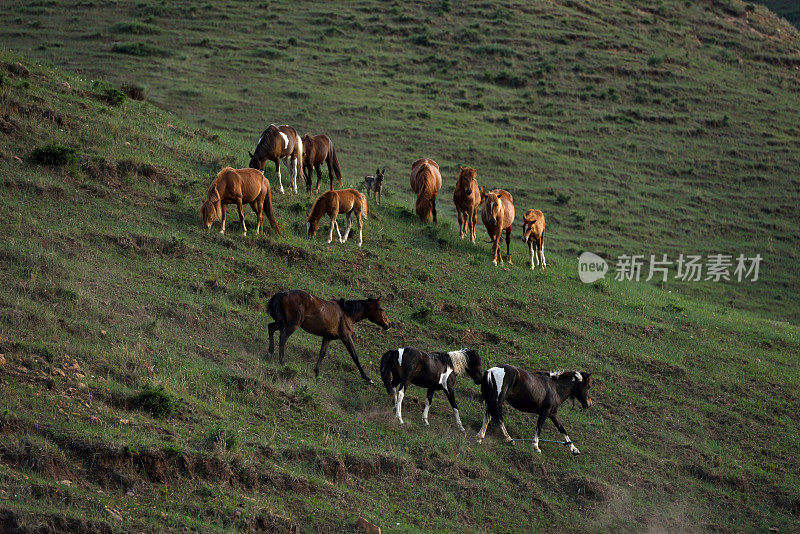 马在中国河北省北部的山区草原上吃草