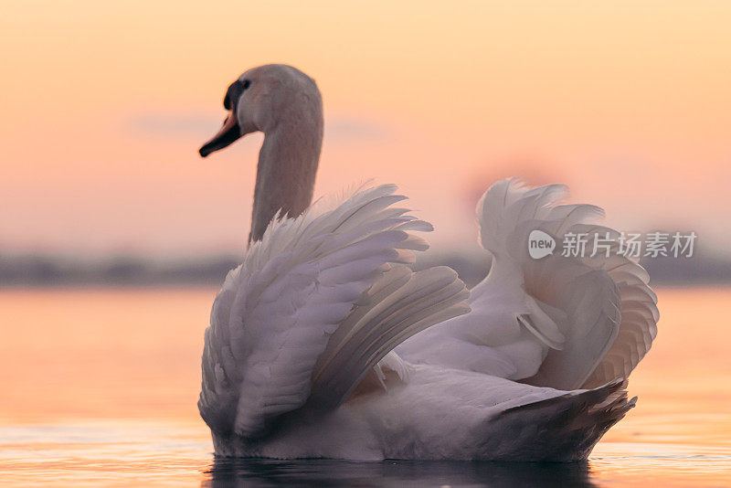 日落时湖面上漂浮的天鹅